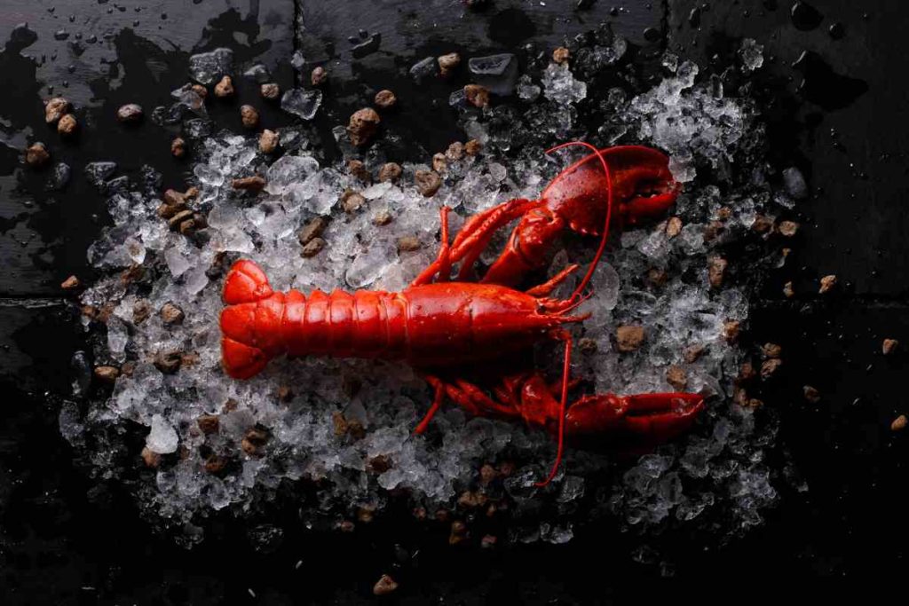  cuire un homard à l'eau bouillante